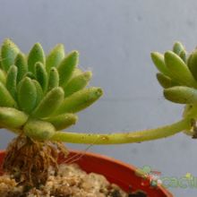 Una foto de Sedum hirsutum ssp. baeticum