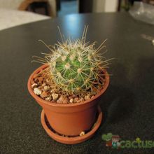 Una foto de Mammillaria moelleriana