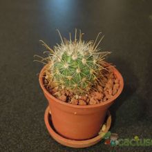 Una foto de Mammillaria moelleriana