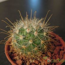 Una foto de Mammillaria moelleriana