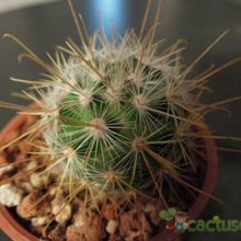 Una foto de Mammillaria moelleriana