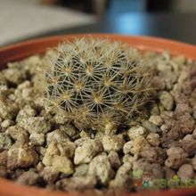 Una foto de Mammillaria crinita subsp. leucantha