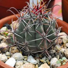 A photo of Ferocactus peninsulae