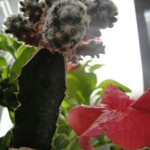 Una foto de Mammillaria saboae
