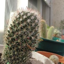 A photo of Mammillaria cerralboa