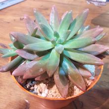 Graptosedum cv. Francesco Baldi