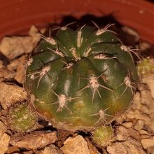 Una foto de Matucana polzii