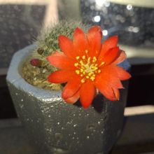 Una foto de Rebutia minuscula var. wessneriana
