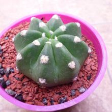 A photo of Echinopsis subdenudata