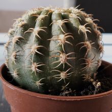 Una foto de Echinopsis backebergii
