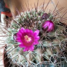 Una foto de Mammillaria cv. ginsa-maru