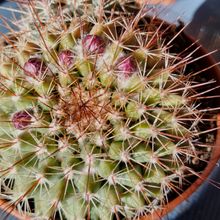 Una foto de Mammillaria cv. ginsa-maru