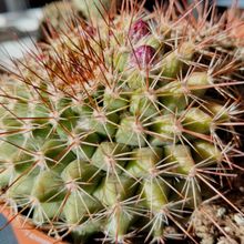 Una foto de Mammillaria cv. ginsa-maru