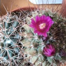Una foto de Mammillaria cv. ginsa-maru