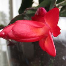A photo of Schlumbergera truncata