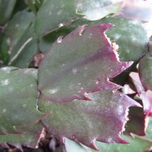 A photo of Schlumbergera truncata
