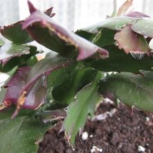 A photo of Schlumbergera truncata