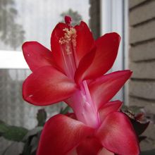 A photo of Schlumbergera truncata