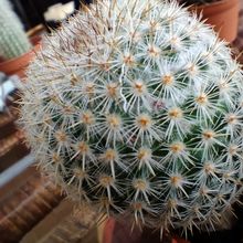 Photo of a cactus currently being identified