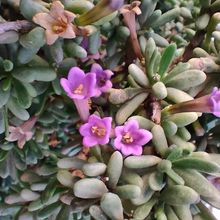 A photo of Lycium intricatum
