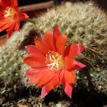 Una foto de Rebutia deminuta