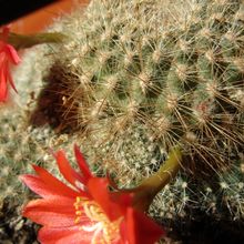 Una foto de Rebutia deminuta
