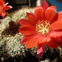 Una foto de Rebutia deminuta
