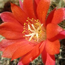 Una foto de Rebutia deminuta