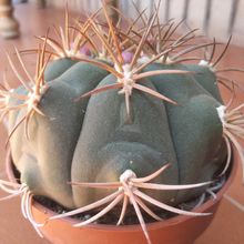 A photo of Gymnocalycium pflanzii