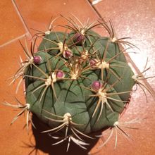 A photo of Gymnocalycium pflanzii