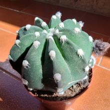 Una foto de Echinopsis subdenudata