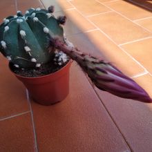 Una foto de Echinopsis subdenudata