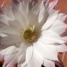 Una foto de Echinopsis subdenudata