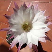 Una foto de Echinopsis subdenudata