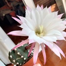 Una foto de Echinopsis subdenudata