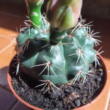 Una foto de Gymnocalycium baldianum