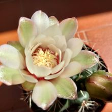 Una foto de Gymnocalycium baldianum