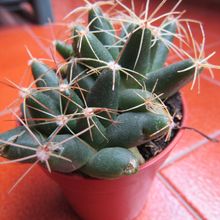 A photo of Mammillaria longimamma