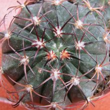 Una foto de Melocactus levitestatus