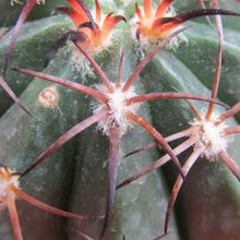 Una foto de Melocactus levitestatus