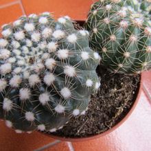 A photo of Notocactus uebelmannianus