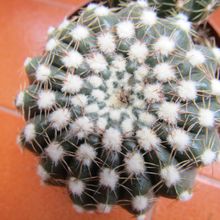 A photo of Notocactus uebelmannianus
