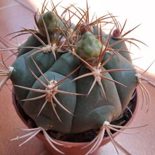 A photo of Gymnocalycium pflanzii