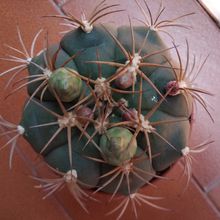 A photo of Gymnocalycium pflanzii