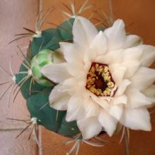 A photo of Gymnocalycium pflanzii