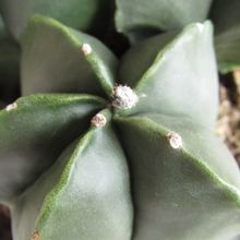 Una foto de Astrophytum myriostigma fma. nudum