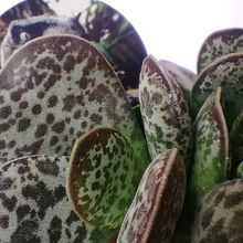 A photo of Adromischus maculatus