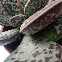 A photo of Adromischus maculatus