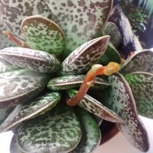 A photo of Adromischus maculatus