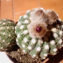 A photo of Notocactus uebelmannianus